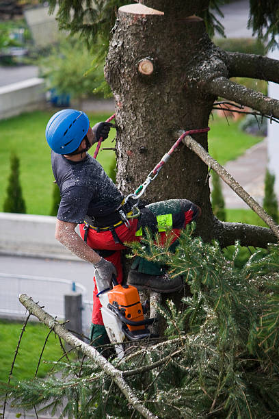 How Our Tree Care Process Works  in  Gleed, WA